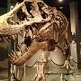 Daarna door naar het Natuurhistorisch Museum. Met de mooie T-Rex.