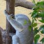 Ik ben Koala. Dus ik slaap. 