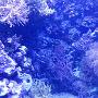 Een Rode Zee aquarium. Roept herinneringen op. 