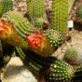 Overal bloeiende cactussen, ontzettend mooi!