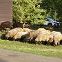 .... om een kudde schapen gezellig over de camping te zien wandelen. 