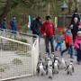 De pinguins aan de wandel. 