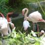 Europese flamingo's.