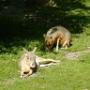 En toen zat ons rondje dierentuin er op. 