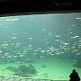 Het pronkstuk van het aquarium, de grote tank met 4,5 miljoen liter zeewater. Je kunt hier op meerdere niveaus naar kijken. 