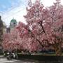 Precies genoeg tijd tijdens het overstappen van bus 21 naar bus 25 om deze prachtige magnolia's op de foto te zetten. 