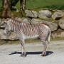 De mooiste der zebra's (voor mij dan toch), de Grevy zebra. 