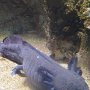 In het aquarium zagen we o.a. deze axolotl.