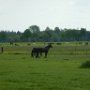 Onze laatste pauze, bij heel veel paarden. Het laatste stukje van de rit fietsten we in de regen. 