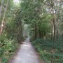 Kom je niet zo vaak tegen in Friesland, maar vandaag lekker een stukje fietsen door het bos. 