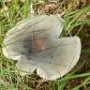 En tussendoor hebben we ook nog oog voor de natuur. Zoals deze russula paddenstoel.